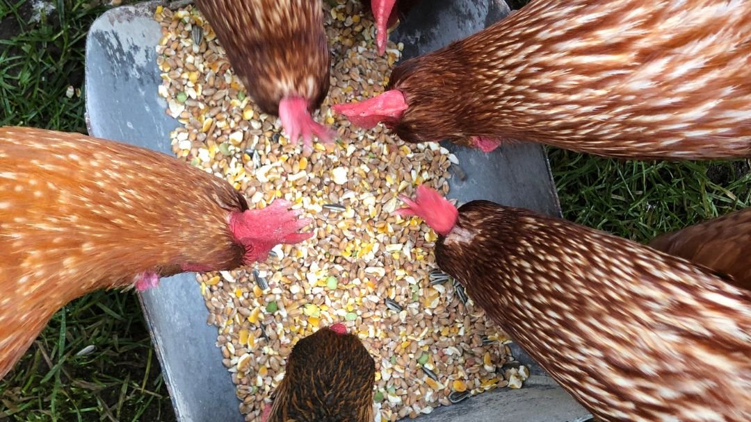 Mesmerizing Can Roosters Eat Layer Feed Background Art Mesmerizing Can Roosters Eat Layer Feed Background Art
