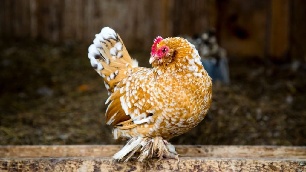 Chicken Breed With Feathered Feet