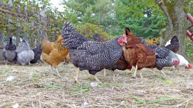 85 Chicken Breeds by Purpose: The Ultimate Guide to Chicken Breeds