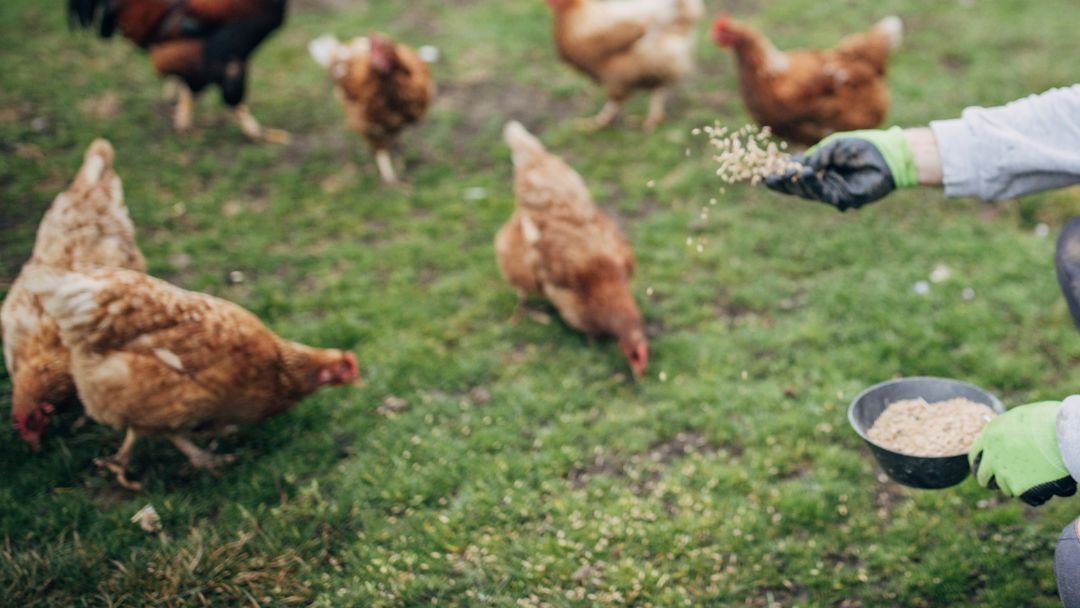 Chicken Feed Calculator