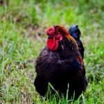 Derbyshire Redcap Chicken Breed