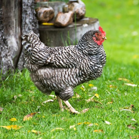 85 Chicken Breeds by Purpose [Complete Guide] - Grow Chicken