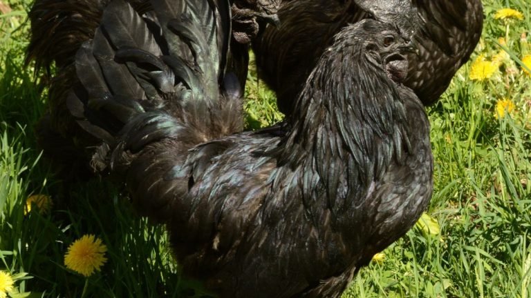 Most Expensive Chicken Breeds