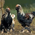 Faverolles Chicken Breed
