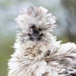Frizzle Chicken Breed