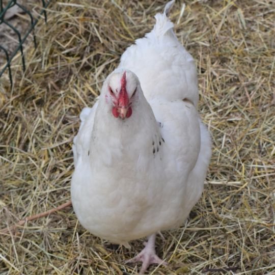 85 Chicken Breeds by Purpose [Complete Guide] - Grow Chicken