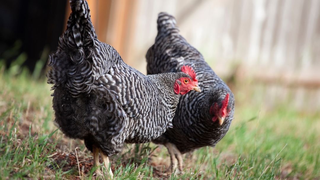 Red Chook Most Egg Laying Chicken Breed | Grow Chicken