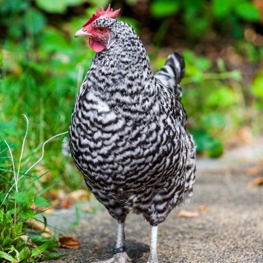 85 Chicken Breeds by Purpose [Complete Guide] - Grow Chicken