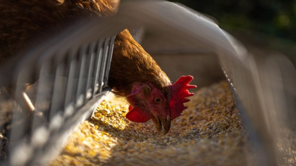 When Should I Feed My Chickens Grower