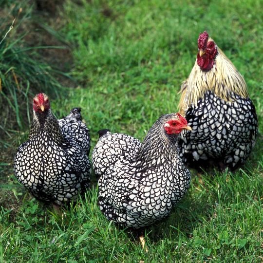 85 Chicken Breeds by Purpose [Complete Guide] - Grow Chicken