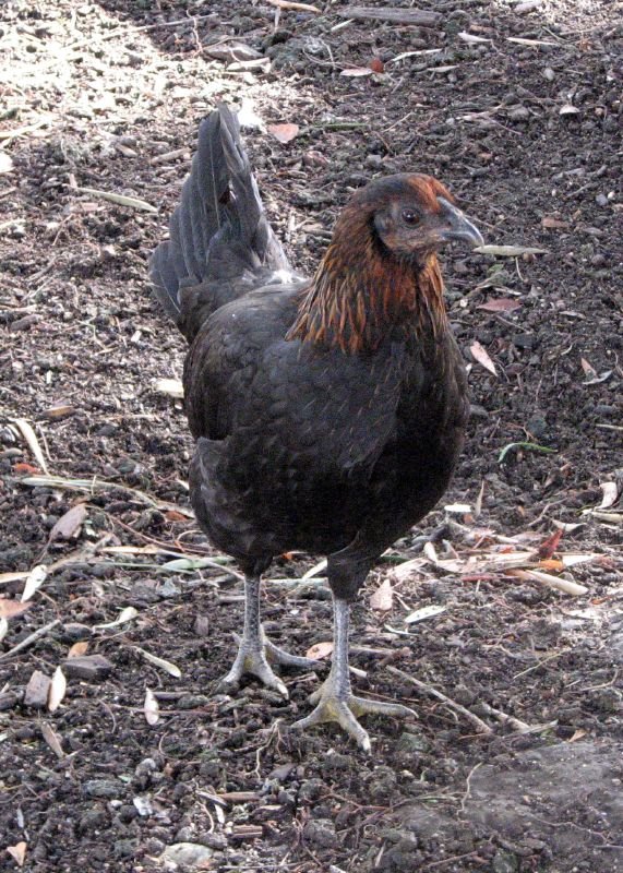 American Game Chicken Breed: History, Characteristics, Temperament & Comb Type