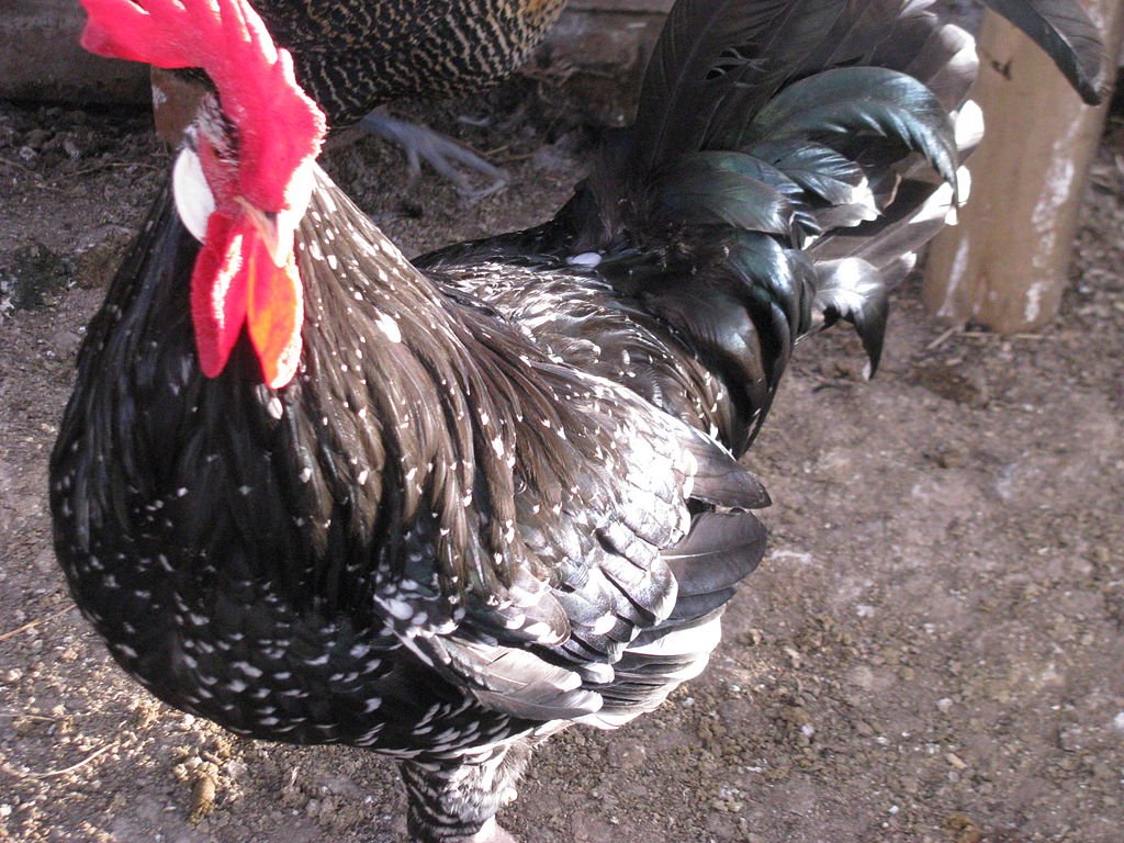 Ancona Rooster Poultry