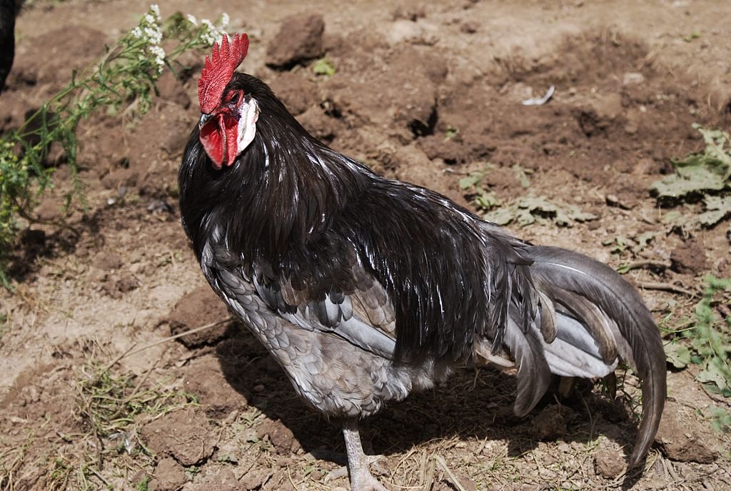 Andalusian Blue Chicken Male