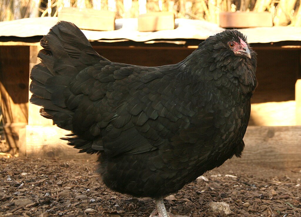 Appenzeller Barthuhn Chicken