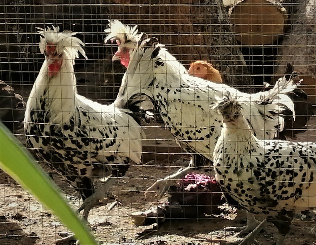 Appenzeller Spitzhauben Chicken
