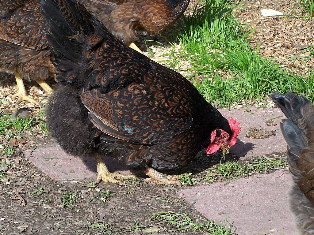 Barnevelder Chicken