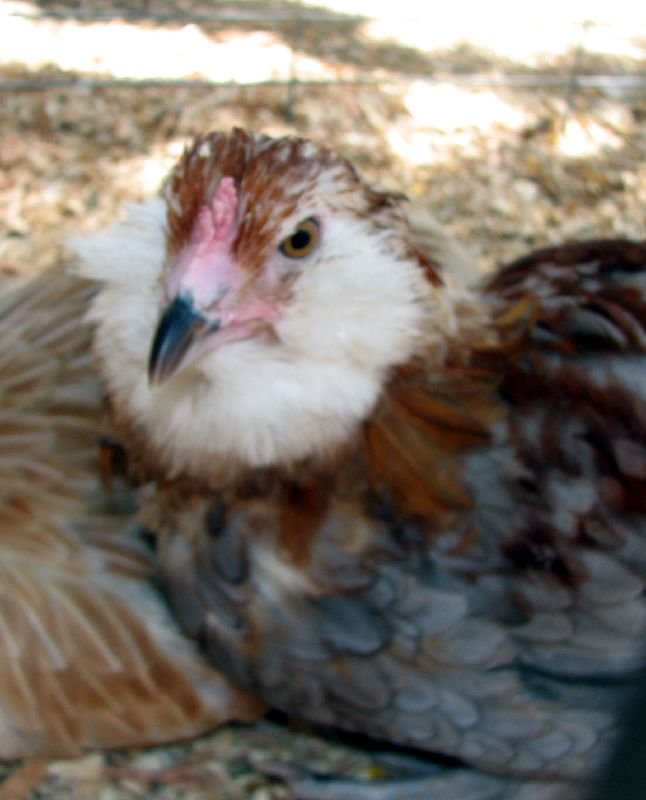 Bearded D’Uccle Chicken Breed: History, Characteristics, Temperament & Comb Type