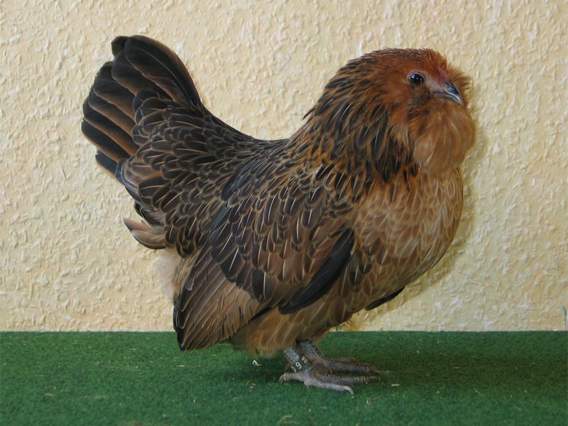 Belgian Bearded D'Anvers Chicken