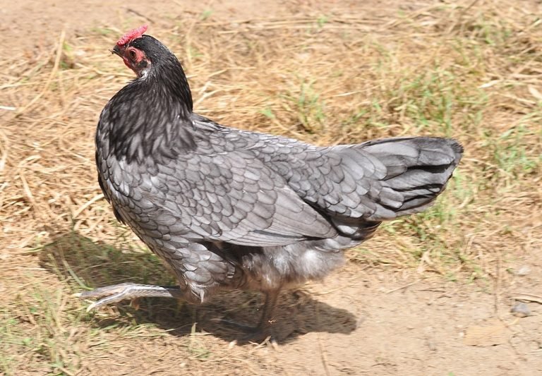 Blue Hen of Delaware Chicken Breed: History, Characteristics, Temperament & Comb Type