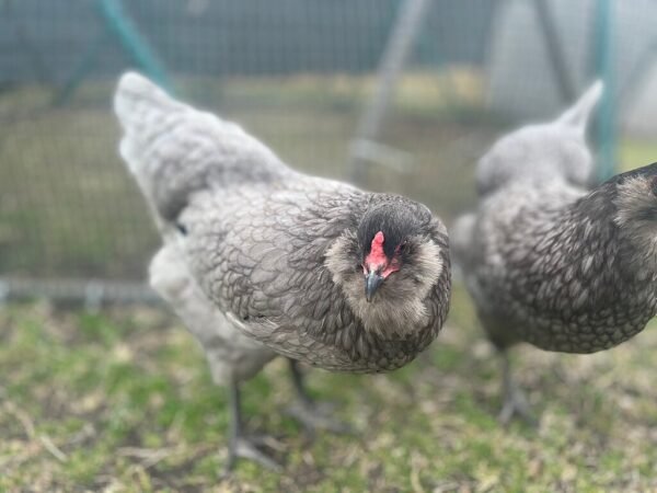 Easter Egger Chicken Breed: the Colorful Wonders - Grow Chicken - Easter Egger Miniature Chicken Breeds For Small Farms