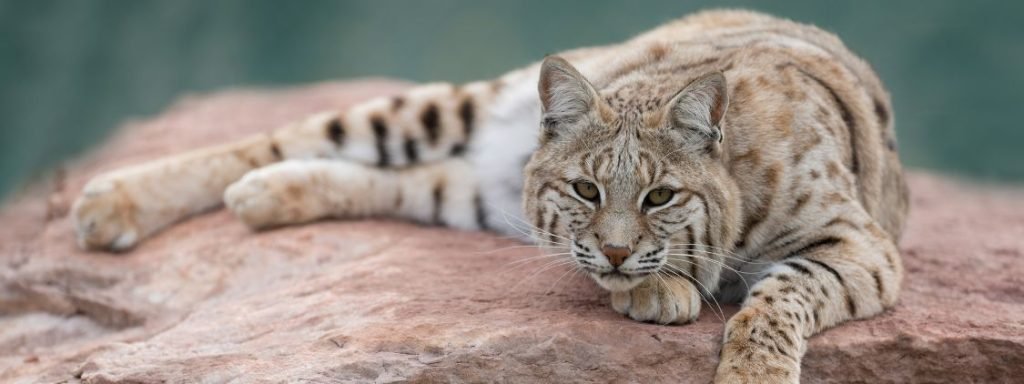 Bobcat Chicken Predator