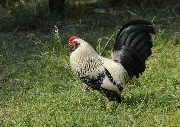 Brahma Chicken Breed: History, Characteristics, Temperament & Comb Type