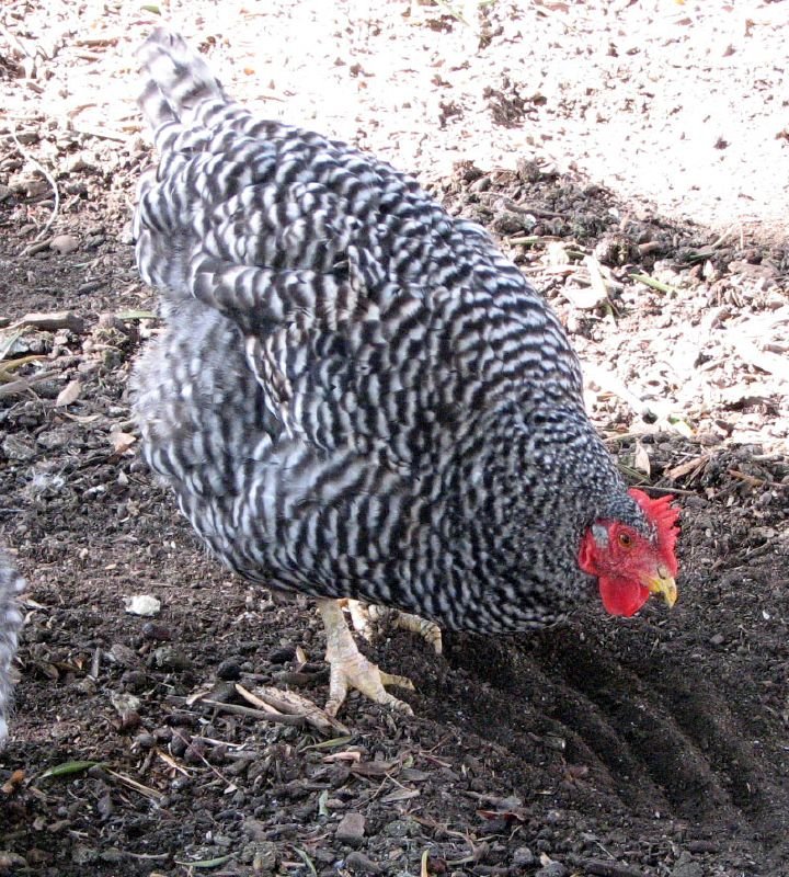 California Gray Chicken Breed: History, Characteristics, Temperament & Comb Type