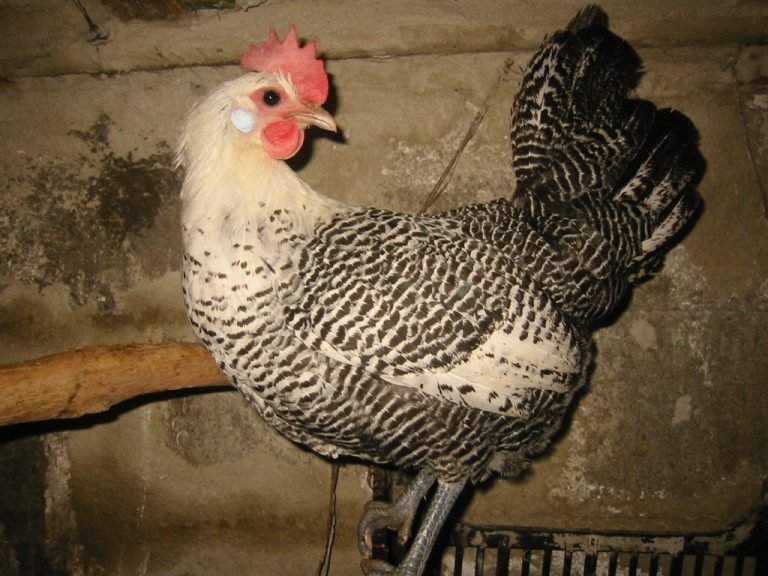 Campine Chicken Breed: Majestic and Capable Egg Layers