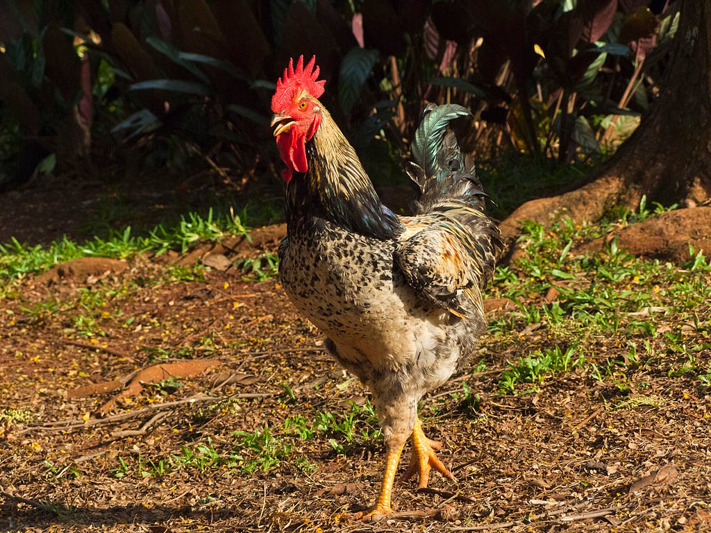 Chantecler Chicken