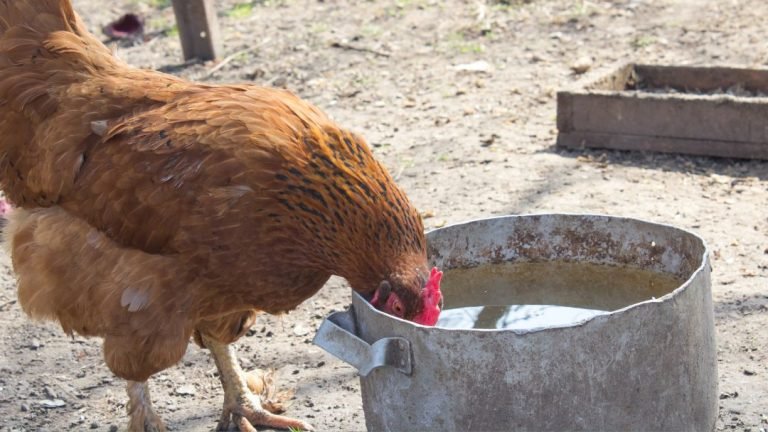 How to Clean a Chicken Waterer: Maintenance Tips