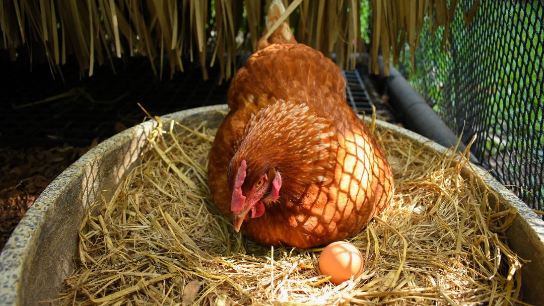 How Long Do Chickens Lay Eggs The Secrets Revealed Grow Chicken