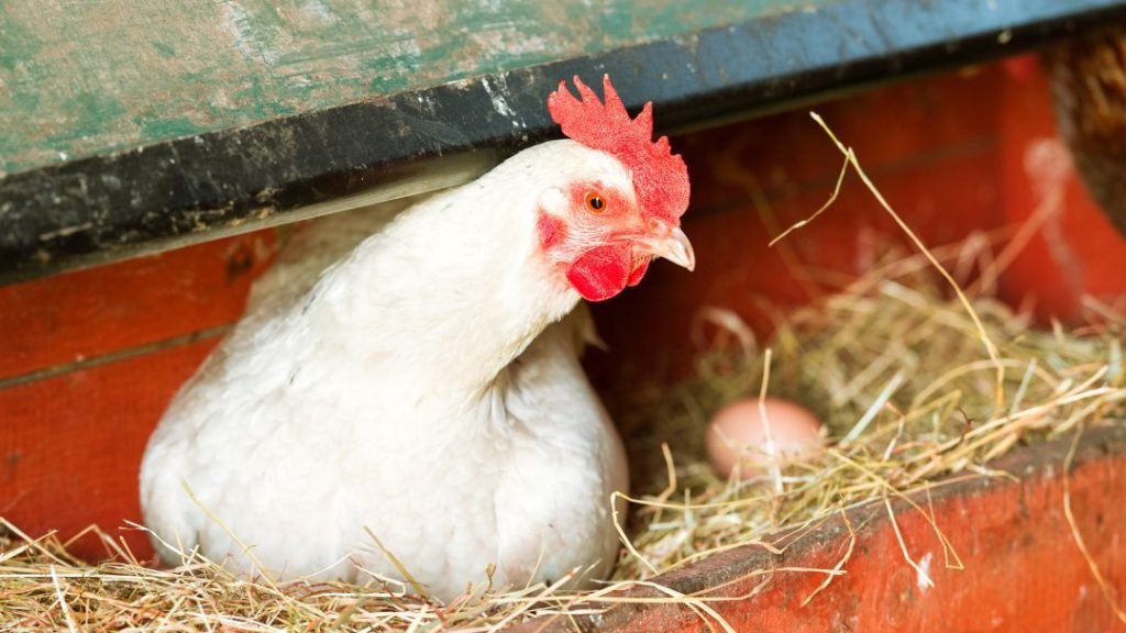 Chicken Starts Laying Eggs