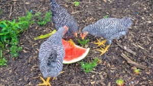 Feeding Chickens Watermelon: The Sweetest Treat for Your Flock - Grow