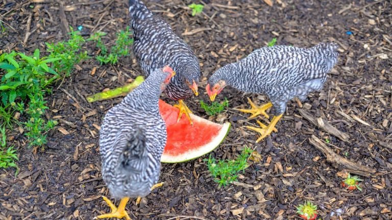 Feeding Chickens Watermelon: The Sweetest Treat for Your Flock