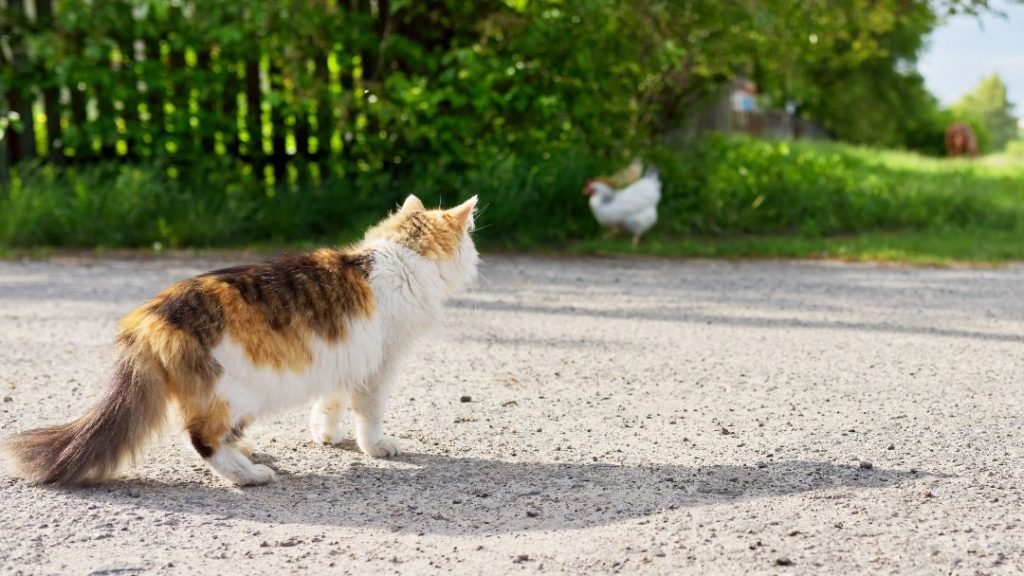 Common Chicken Predators