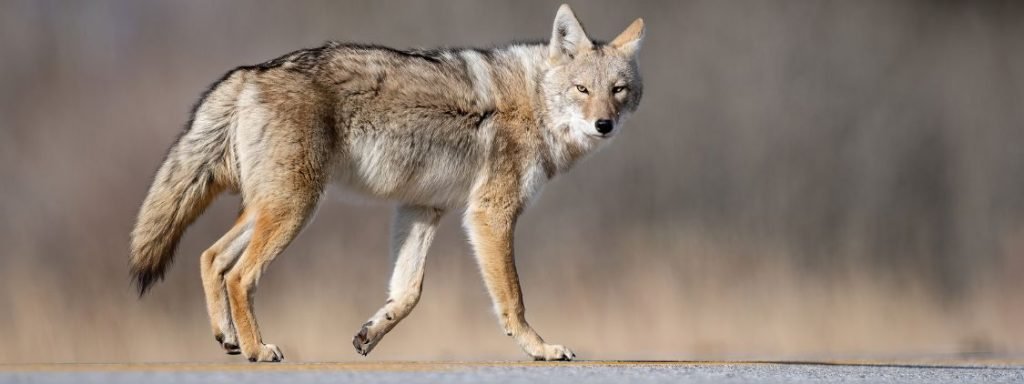 Coyote Chicken Predator