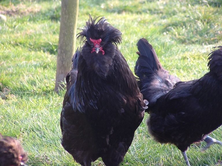 Crèvecœur Chicken Breed: History, Characteristics, Temperament & Comb Type