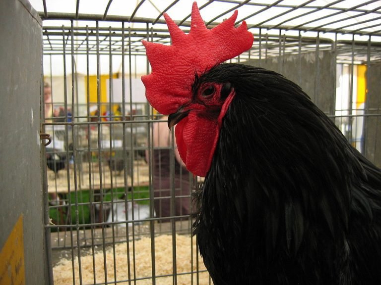 Croad Langshan Chicken Breed: History, Characteristics, Temperament & Comb Type