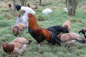 Asil Chicken Breed: History, Characteristics, Temperament & Comb Type ...