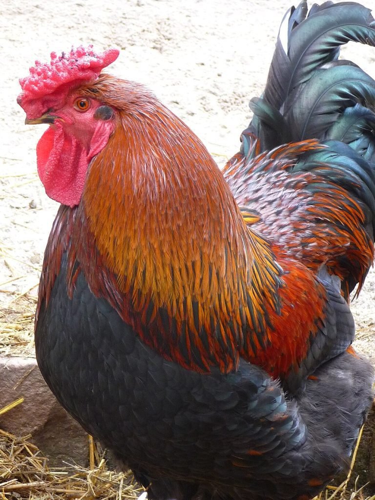 Derbyshire Redcap Chicken