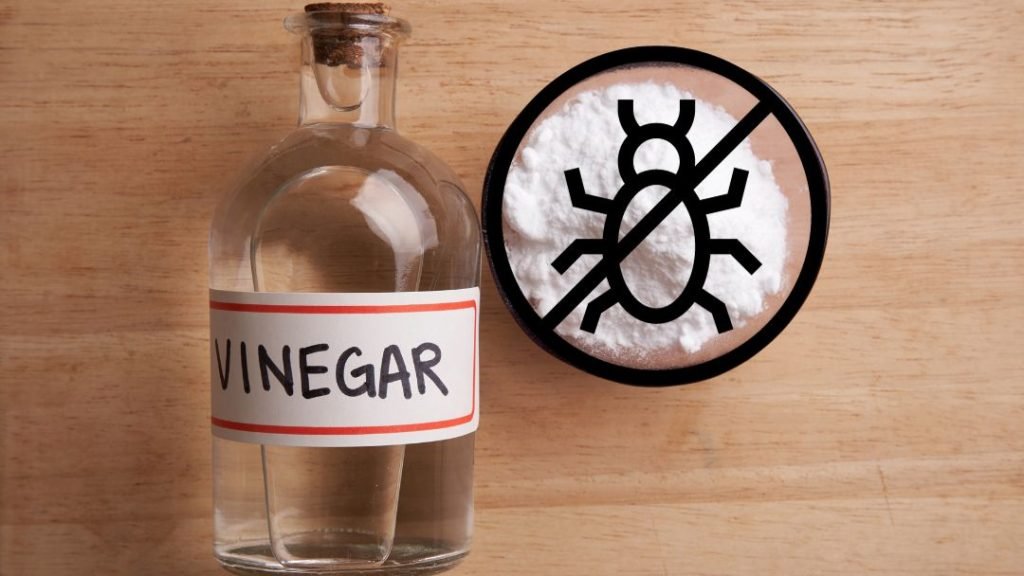 Does Vinegar Kills Mites
