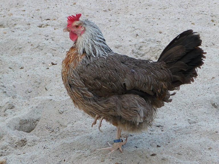 Dorking Chicken Breed: History, Characteristics, Temperament & Comb Type