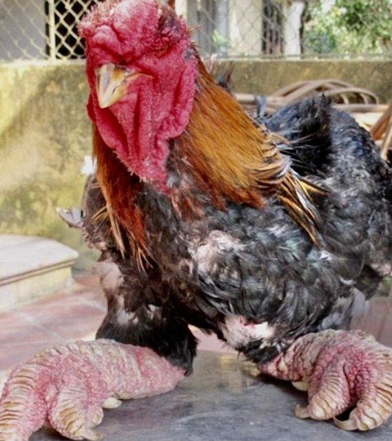 Dragon Chicken Breed: History, Characteristics, Temperament & Comb Type