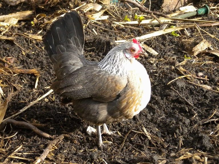 Dutch Bantam Chicken Breed: History, Characteristics, Temperament & Comb Type