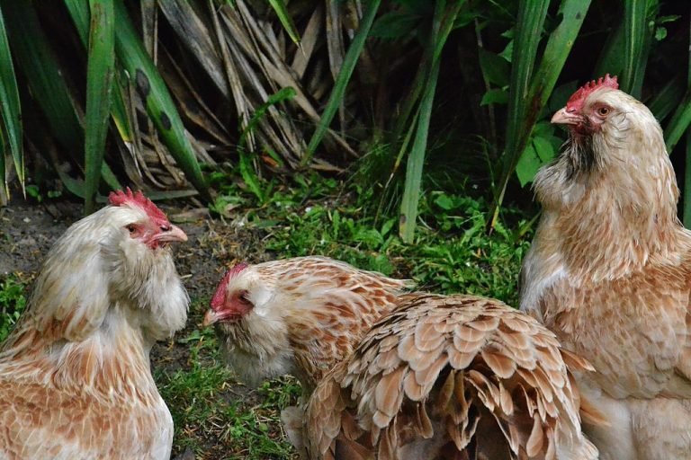 Faverolles Chicken Breed: History, Characteristics, Temperament & Comb Type