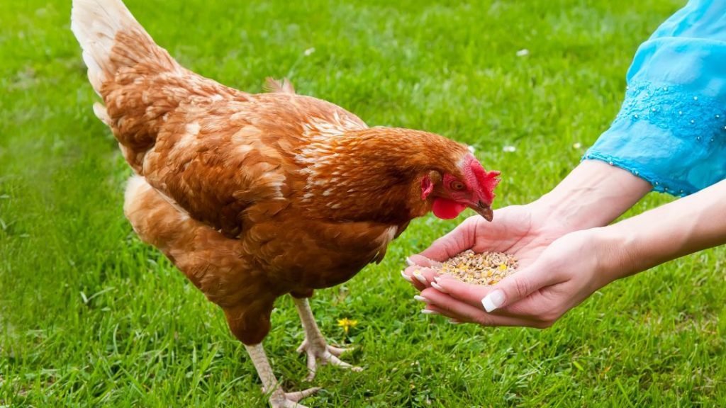 Feeding Chicken with Hand