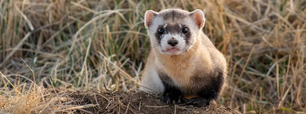 Ferret Chicken Predator