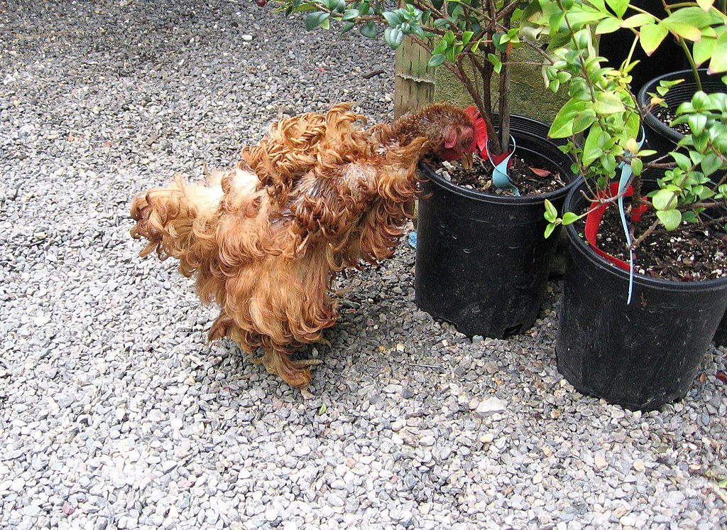 Frizzle Chicken