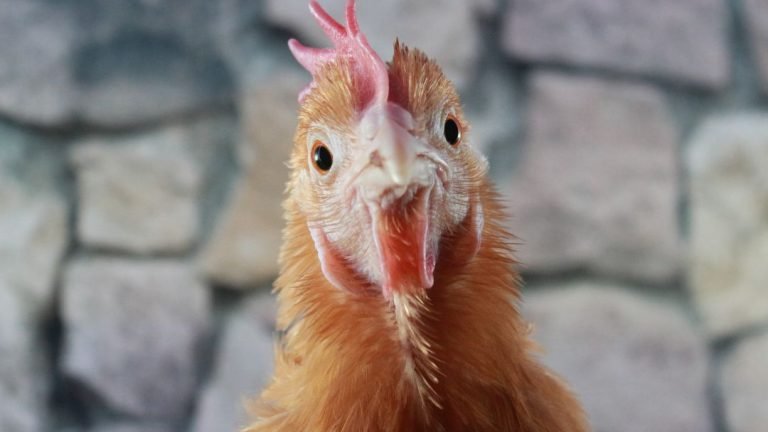 Signs of a Healthy, Happy Chicken: Look For Signs