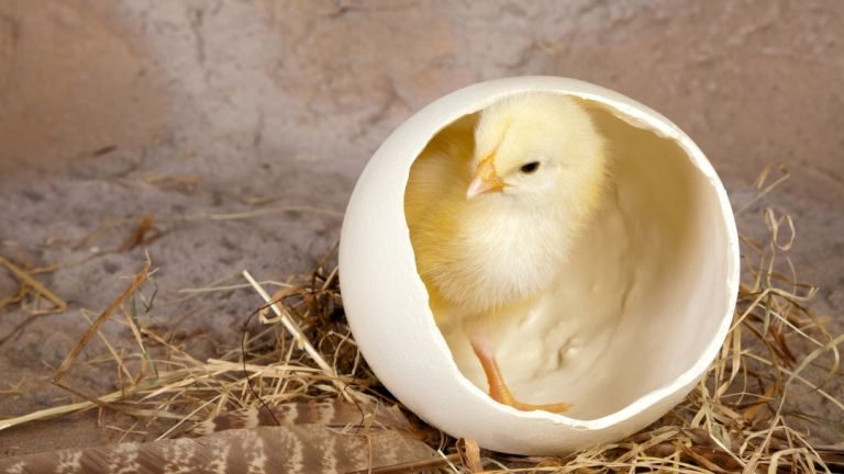 Hatching Chicken Eggs at Home